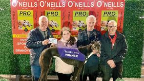 Derry Greyhounds: La Calabaza fastest in Derby heats