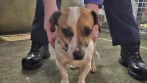 Laois Gardaí issue appeal to reunite lost dog in Portlaoise with owner
