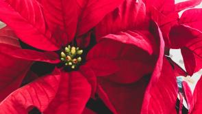 Flower club in Tipperary is gearing up for the festive season