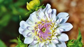 Longford Flower Club to host a Demo featuring an AOIFA demonstrator