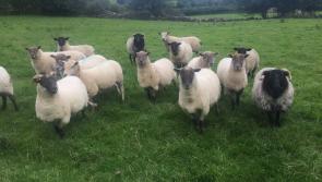 Over €167,000 in payments for 159 Offaly sheep farmers