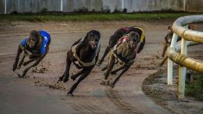 Kildare Represented in Semi-Finals of BoyleSports Irish Greyhound Derby