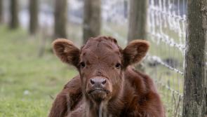 Carlow revealed as one of the worst counties to start a farm in Ireland