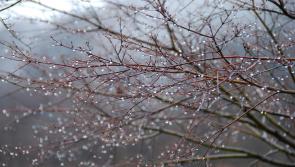 WEATHER: A cold wet and wintry week set for Waterford