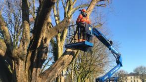 Local trees are ready to 'fall out onto the road'
