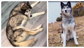 ALERT: Beloved elderly Husky missing from Leitrim Village