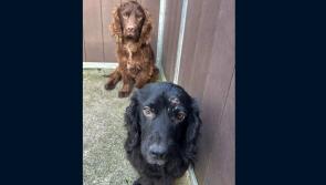 ALERT: Appeal for information on abandoned dogs in Leitrim