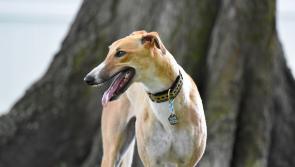 Opinion: Will Ireland follow New Zealand&rsquo;s lead and ban greyhound racing?