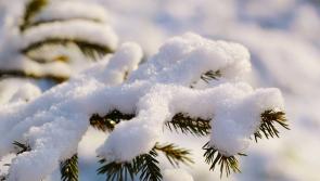 BREAKING: Kilkenny schools confirm closures as heavy snow falls 