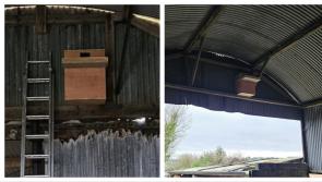 Clare County Council and BirdWatch Ireland project aims to bring back the Barn Owl