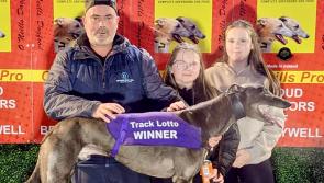 Derry Greyhounds: Galliagh Bolt impresses at Brandywell