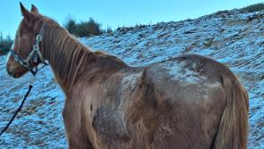 Woman fined after presenting horse in 'very poor condition' to Waterford yard