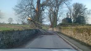 LATEST: Access to Kilkenny village partially blocked by fallen tree 