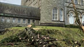 Storm Éowyn claims century-old tree at St Eunan's College in Letterkenny