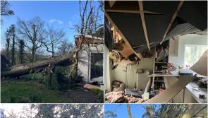 Storm Éowyn sends a tree crashing into Longford Grandmother's home