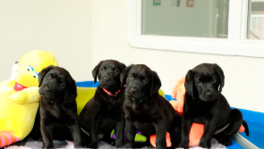 Irish Guide Dogs for the Blind to host special event in Tipperary