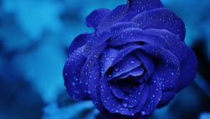 Death Notices for Kildare for today: Monday, February 3 2025