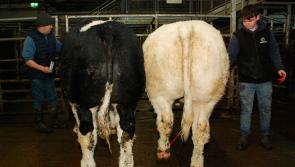 PICTURES: All the action from a busy day at Roscrea Mart's Central Auctions event