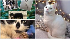 Animals In Need News: Free pet neutering, and happy ending for missing cat 