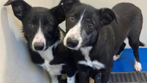 Dundalk Dog Rescue fundraiser quiz will take place this weekend
