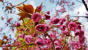 New members welcome at Flower Club meeting in Tipperary