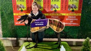 Derry Greyhounds: Old Fort Lakota fastest over Brandywell’s 500