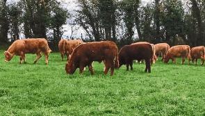 IFA outline priorities for Longford and nationwide farmers during pre-Budget submission