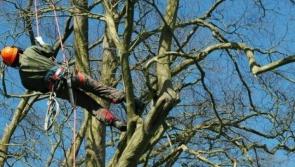 Clarity sought on ESB tree felling criteria in Leitrim