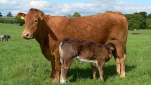 ‘Made in Leitrim’ campaign proposed to strengthen local agriculture