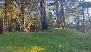 Murvagh 79 hectare tree felling - ask questions and have your say this weekend