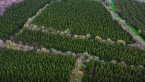 Two Laois woodlands shortlisted for coveted awards 
