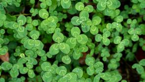 Local Tipperary St Patrick's Day parade to debut special sensory area