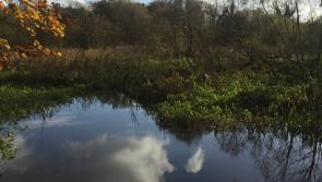 &euro;300,000 to be spent on newly open public garden in Kildare