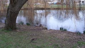 Scenic Kildare lakes area needs to be dredged