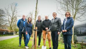 ‘Ambitious’ tree planting project takes root in Limerick