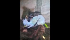 Gardaí make appeal for information over 'stolen' dog from County Carlow 