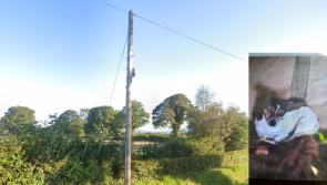 Dog, tools, and break-in in local Carlow area, Gardaí investigate