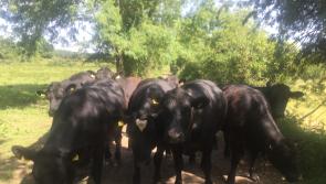 Offaly farmer demands fair treatment for beef finishers
