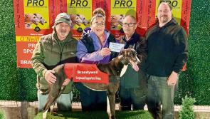 Derry Greyhounds: Diegos Manna lands the Micky Concannon Memorial 500