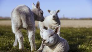 Springtime family festival to take place in well-known Kildare spot 