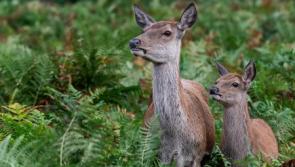 Roscrea company's new Deer Management Unit for the Midlands 