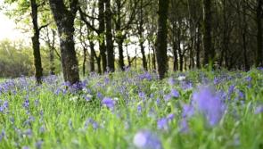 Walkers urged not to 'trample through bluebells' while visiting County Derry woods 