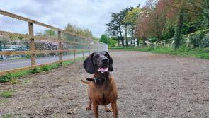 Public to decide where they would like to see new dog parks in Limerick