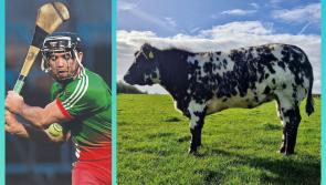 Win heifer for hurling and help Laois GAA club