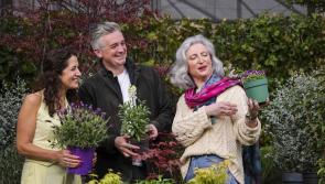 Donegal trio will be part of Bord Bia Bloom spectacular