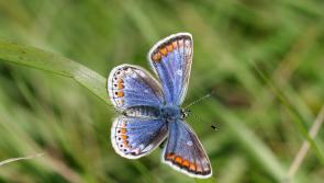 Green Limerick: Free biodiversity event to welcome eager beginners