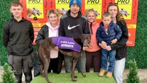Derry Greyhounds: Curraheen Coco lands Brass Neck Bar Final victory