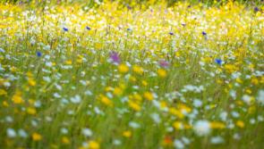 Offaly local authority inviting people to join in a celebration of nature 