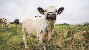 Shannon Airport Group hits key milestone in Ireland&rsquo;s first conservation grazing project