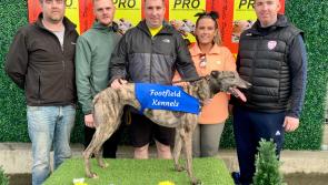 Derry Greyhounds: Shrewd Stories clinches the Joseph Hurley Memorial Trophy 
